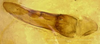 Media type: image;   Entomology 5688 Aspect: genitalia